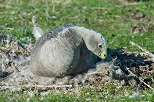 Cereopsis: Cape Barren Goose adult on nest made of down and