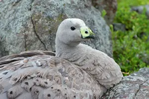 Cereopsis: Cape Barren Goose adult on nest incubating eggs