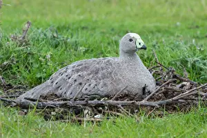 Cereopsis: Cape Barren Goose adult on nest incubating eggs