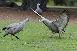 Outstretched: Cape Barren Goose adult with wings outstretched