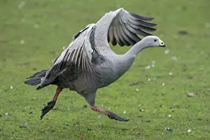 Outstretched: Cape Barren Goose adult with wings outstretched