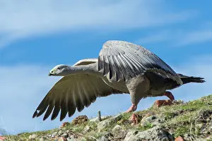Outstretched: Cape Barren Goose adult with wings outstretched