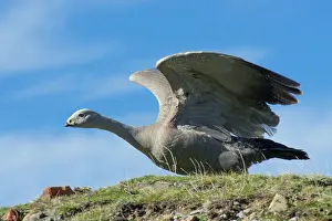 Outstretched: Cape Barren Goose adult with wings outstretched