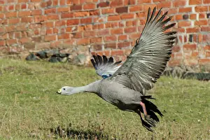 Outstretched: Cape Barren Goose adult with wings outstretched