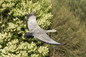 Outstretched: Cape Barren Goose adult with wings outstretched in flight