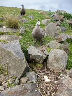 Cereopsis: Cape Barren Goose checking two eggs in nest