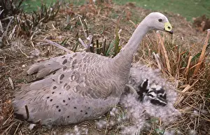 Neck: CAPE BARREN GOOSE - on feather lined nest with goslings