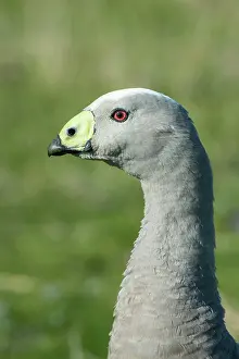 Cereopsis: Cape Barren Goose head close up showing greenish yellow cerc