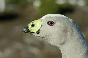 Cereopsis: Cape Barren Goose head close up showing greenish yellow cerc