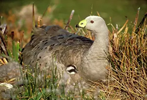 Tucked: Cape Barren GOOSE - lying with young tucked under wing