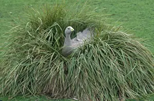 Novaehollandiae: Cape Barren Goose on Nest