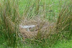 Cereopsis: Cape Barren Goose nest showing down and grass construction