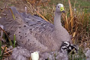 Novahollandiae: Cape Barren Goose - on nest with young