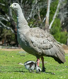 Cereopsis: Cape Barren Goose parent on high-alert as its 3