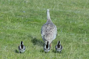 Cereopsis: Cape Barren Goose parent with three-week old chicks