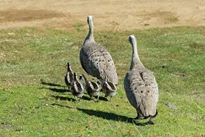 Approx: Cape Barren Goose parents with approx. 3 week old