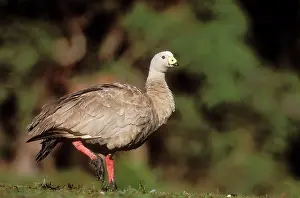 Cereopsis: Cape Barren Goose - standing on one leg