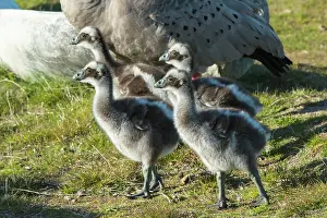 Cereopsis: Cape Barren Goose Three week old chicks walking