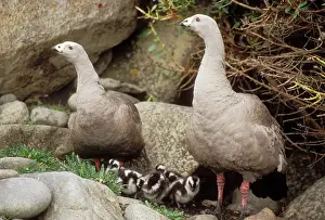Cereopsis: Cape Barren GOOSE- x2, with young