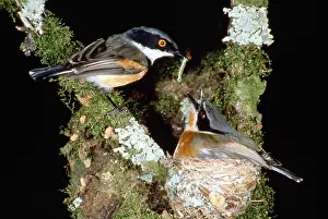 Batis: Cape Batis - feeding at nest