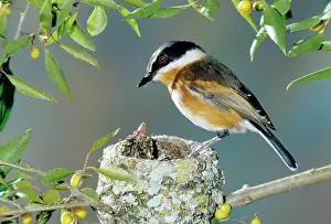 Batis: Cape Batis - female at nest with young