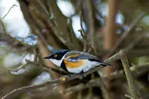 Batis: Cape Batis - Male perched in bush