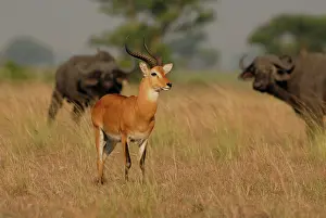 Kobus: Cape Buffalo