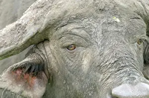 Krger: Cape Buffalo