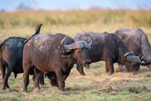 Kasane: Cape Buffalo