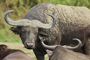 Elizabeth: Cape Buffalo