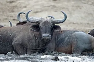 Elizabeth: Cape Buffalo