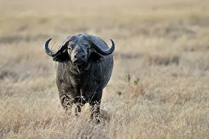 Hunted: Cape Buffalo