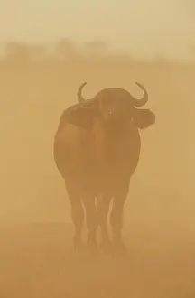 Sandstorm: Cape Buffalo