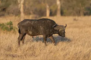Mpumulanga: Cape Buffalo