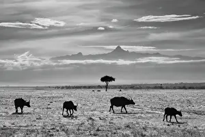 Pejeta: Cape Buffalo