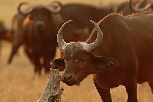 Grazer: Cape Buffalo