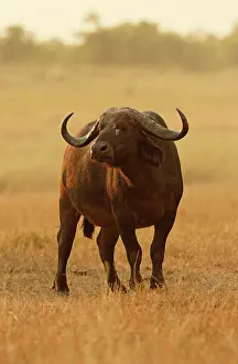 Grazer: Cape Buffalo
