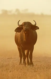 Sandstorm: Cape Buffalo