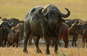 Grazer: Cape Buffalo