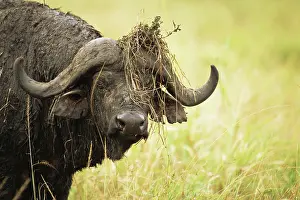 Attitude: Cape Buffalo