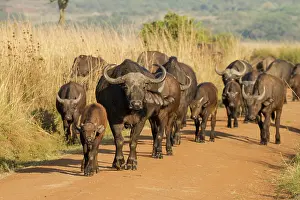 Oxen: Cape Buffalo