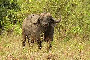 Oxen: Cape Buffalo