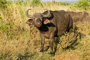 Oxen: Cape Buffalo