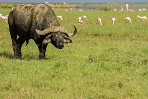 Oxen: Cape Buffalo