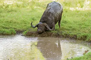 Oxen: Cape Buffalo