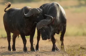Caffer: Cape Buffalo