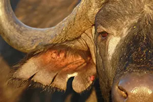 Staring: Cape Buffalo