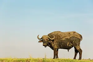 Caffer: Cape Buffalo - bull at the bank of the Chobe River