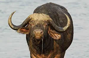 Caffer: Cape Buffalo - bull at the Chobe River