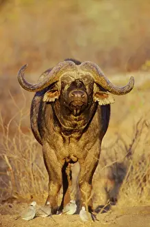 Capicola: Cape Buffalo - bull in the evening light - with